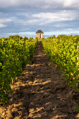 Obraz premium Alignement de cèpe de vigne dans les vignoble de France en Anjou avant les vendanges d'automne.