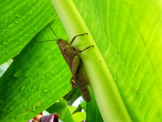 Locusta migratoria