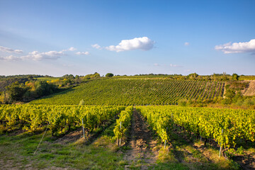 Fototapeta premium Paysage et vigne en France dans un vignoble avant les vendanges d'automne.