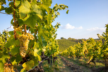 Grappe de raisin blanc au milieu des vigne avant les vendanges d'été en France.