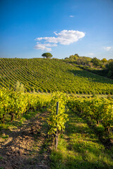 Obraz premium Paysage et vigne en France dans un vignoble avant les vendanges d'automne.