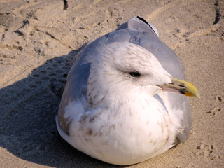 Seagull Taking a Sand Bath
