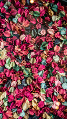 Colorful Petals Spread Out Across a Surface in Natural Light