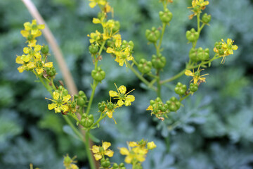 Herb rue flowers in close up