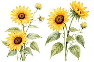 watercolor of sunflower isolated on white background