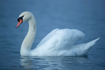 Swimming adult male Mute Swan (Cygnus olor)