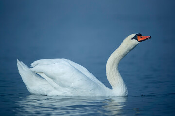 Swimming adult male Mute Swan (Cygnus olor)