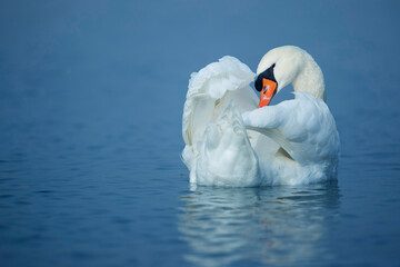 Naklejka premium Preening adult male Mute Swan (Cygnus olor)