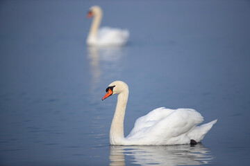 mute swan (cygnus olor) swimming on calm water