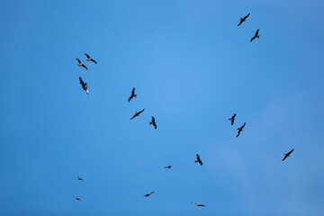 a huge flock of red kites (milvus milvus) circeling high in the blue sky