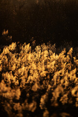 Stacks of chironomids, nonbiting midges called lake flies flying above the golden reed in the evening sun