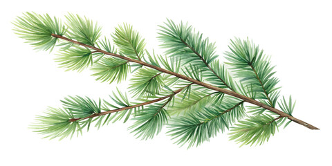 watercolor drawing of a fir tree branch png