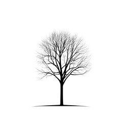 Obraz premium Elegant Tree Line Art Illustration PNG | Minimalist Nature Sketch