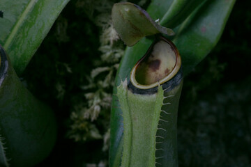 nepenthes albomarginata pitcher plant