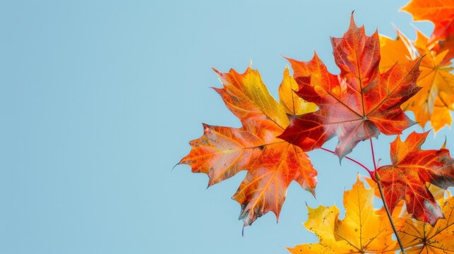 Vibrant autumn leaves on a maple tree against a clear sky