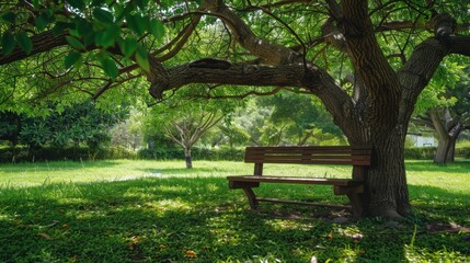 Wooden bench beneath a large shade tree