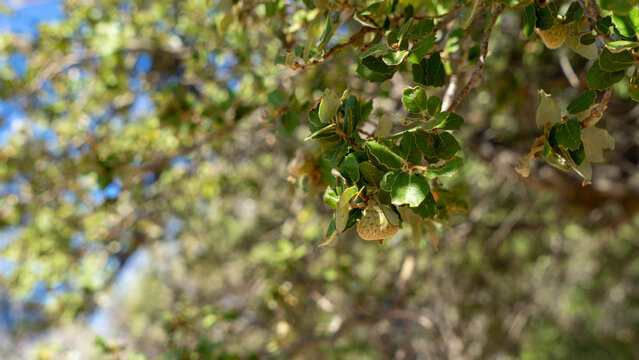 Evergreen shrub or small tree Quercus coccifera or quercus calliprinos or kermes oak or holly oak with spiny-serrated coriaceous leaves