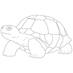  Tortoise outline vector illustration art book.