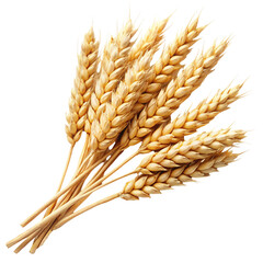 wheat ears isolated on white background