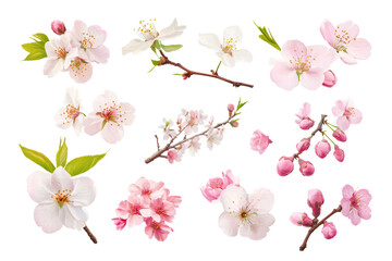 Obraz premium Set cherry blossoms spring flowers isolated on transparent or white background, png 