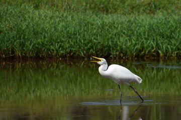 Obraz premium A Great egret is eating its prey