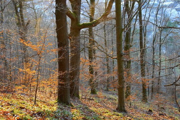 Fototapeta premium Sonnenlicht im Winterwald