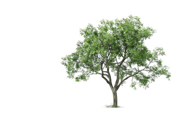 Obraz premium Lush Tree Isolated: An isolated image of a vibrant, flourishing tree, its green canopy reaching towards the sky, offering a sense of growth, tranquility, and the beauty of nature.