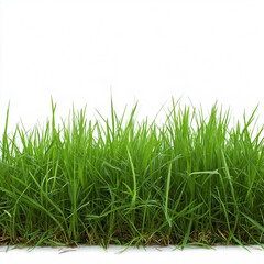 Obraz premium Grass Land Meadow 