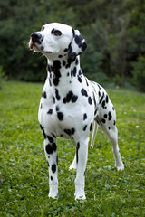 Dalmatian dog posing on the grass