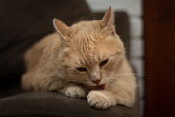 Beige fluffy cat licking paws