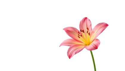 Fototapeta premium A single vibrant bloom, petals unfurled, isolated against a pure white backdrop, isolated, high resolution
