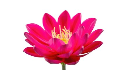 Obraz premium A single, vibrant bloom, petals unfurled, isolated on pure white, vivid, botanical