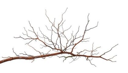 Bare, twisted branches isolated on pure white backdrop, art, texture