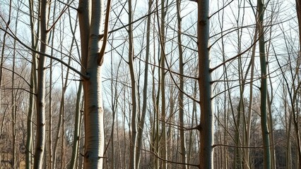 Obraz premium Bare tree trunks and branches in the sunlight, bare branch, forest scenery