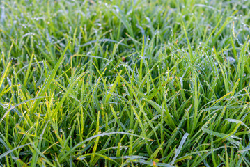 green grass with dew drops in the rays of the morning sun, background with green grass