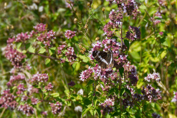 White admiral (Limenitis camilla) butterfly sitting on light pink flower in Zurich, Switzerland