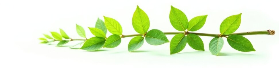 Fototapeta premium Fresh green twig isolated on white background with delicate leaves spread out, plant, foliage