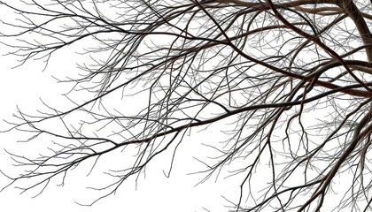 Fototapeta premium Bare, intertwined branches against a stark white backdrop, limb, texture