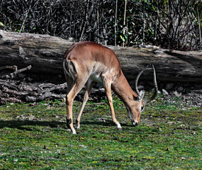 Impala antelope male grazing on the lawn. Latin name - Aepyceros melampus