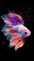 Fototapeta premium Enchanting Betta, A symphony of color and grace in dark aquatic depths