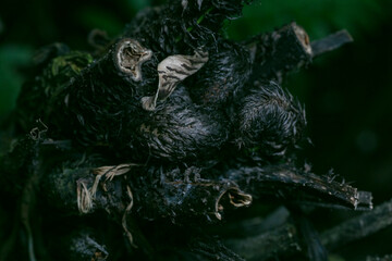 Prolific false spleenwort-Deparia acrostichoides