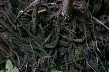 Prolific false spleenwort-Deparia acrostichoides