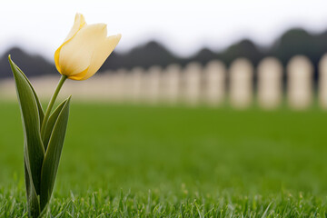solitary yellow flower stands gracefully on green grass, symbolizing remembrance at military grave site