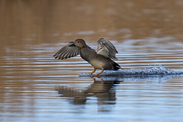 Gadwall (Anas strepera) coming in to land on a lagoon on the Somerset Levels in Somerset, United Kingdom.  