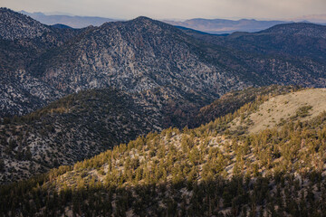 Sunlight on the ancient bristlecone forest, home to the oldest trees on Earth.