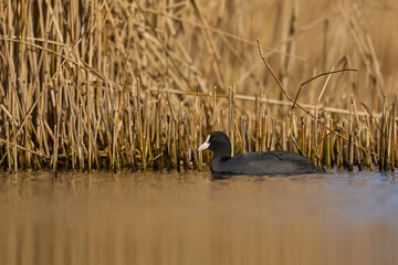 Eurasian coot (Fulica atra) swimming on a lake on the Somerset Levels in Somerset, England, United Kingdom.  