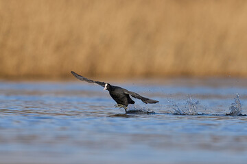 Eurasian coot (Fulica atra) running across the water to escape a rival on the Somerset Levels in Somerset, England, United Kingdom.  
