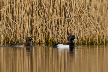 Tufted Duck (Aythya fuligula) swimming on a lagoon in the Somerset Levels, Somerset, United Kingdom. 