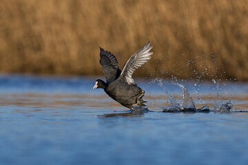 Eurasian coot (Fulica atra) running across the water to escape a rival on the Somerset Levels in Somerset, England, United Kingdom.  