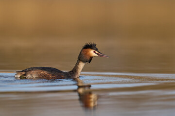 Great Crested Grebe (Podiceps cristatus) swimming on a lake in the Somerset Levels, Somerset, United Kingdom.